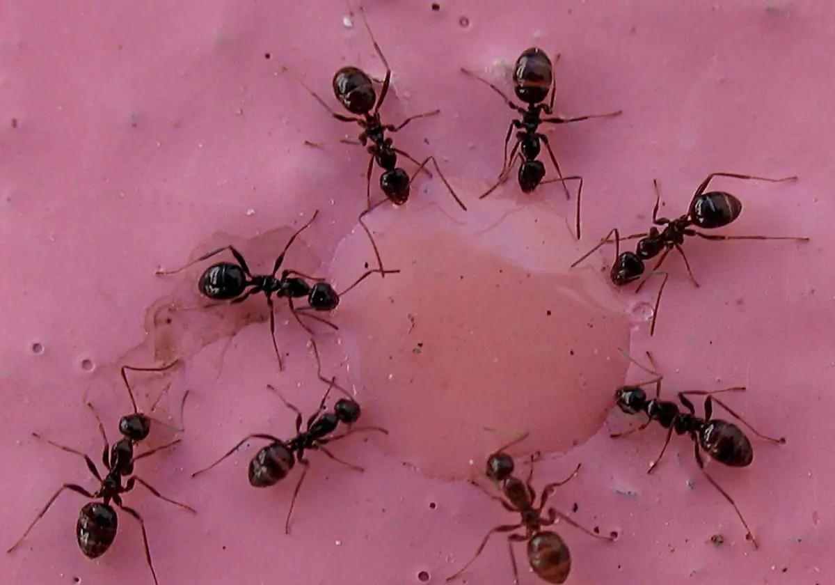 hormigas en la ropa limpia - Cómo espantar las hormigas de la ropa
