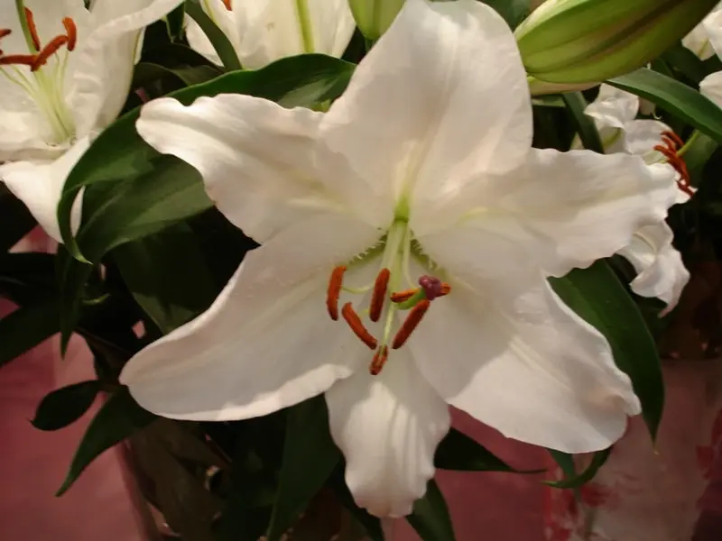flores perfumadas - Cómo se llama la flor más olorosa