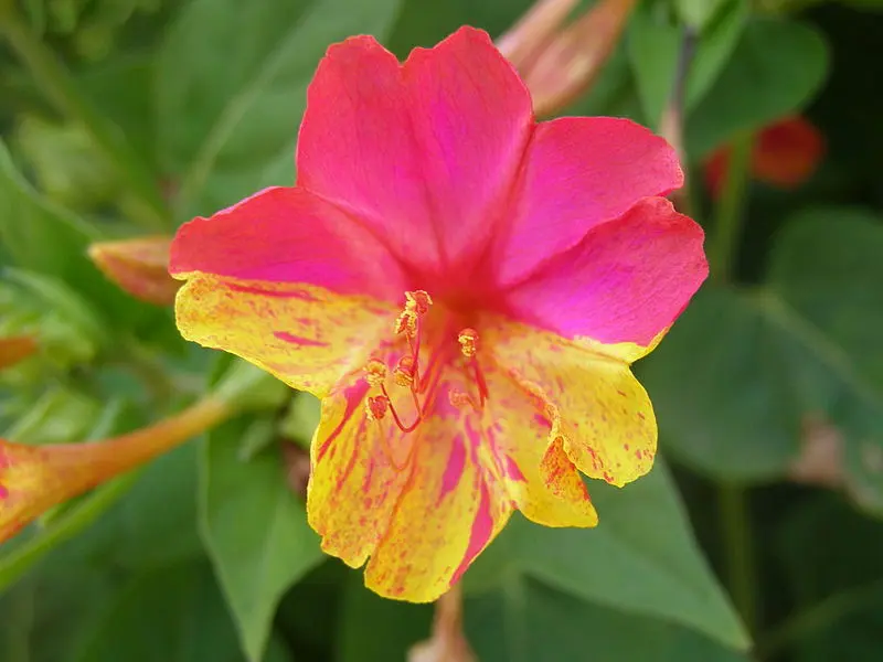 flores perfumadas para jardin - Cómo se llama la flor olorosa