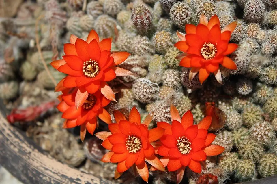 perfume flor de cactus - Cuál es la flor del cactus