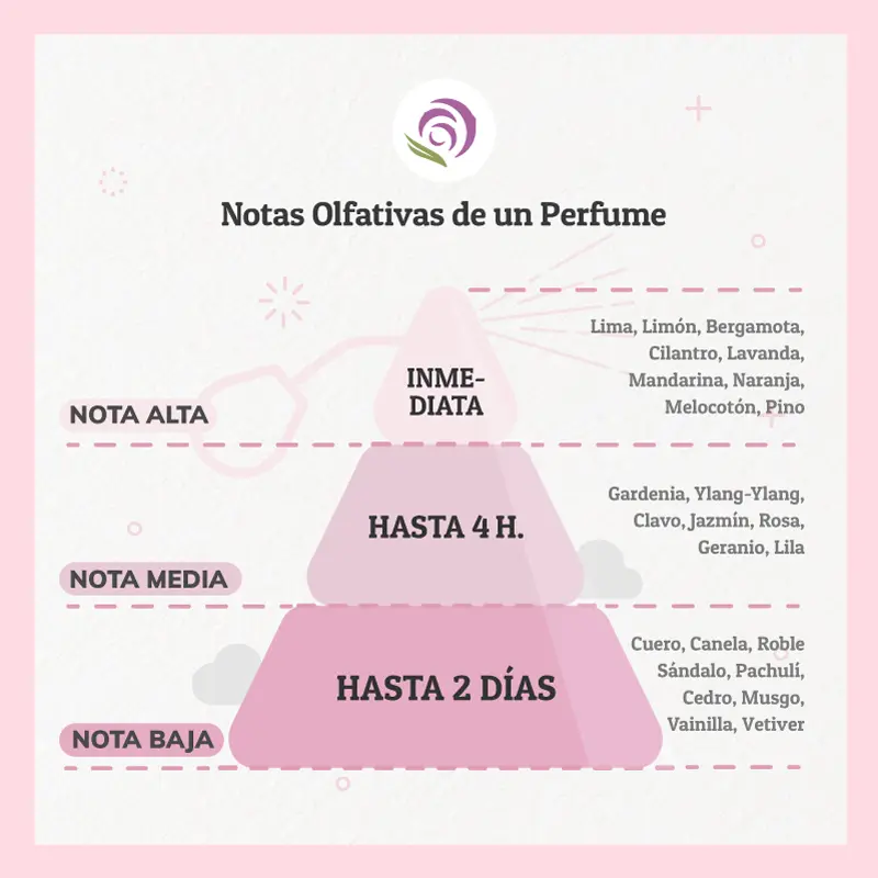 las tres notas de un perfume - Cuáles son las etapas de un perfume