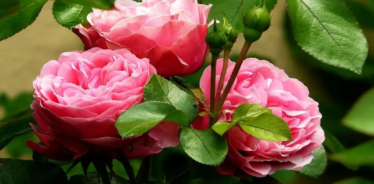 perfume con tapa de flor - Cuáles son las flores con mejor aroma