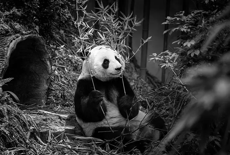 vestimenta de panda - Qué comen los osos panda aparte de bambú