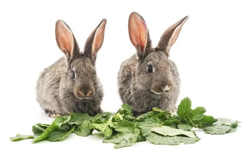 fotos de conejos con ropa - Qué es lo que le gustan a los conejos