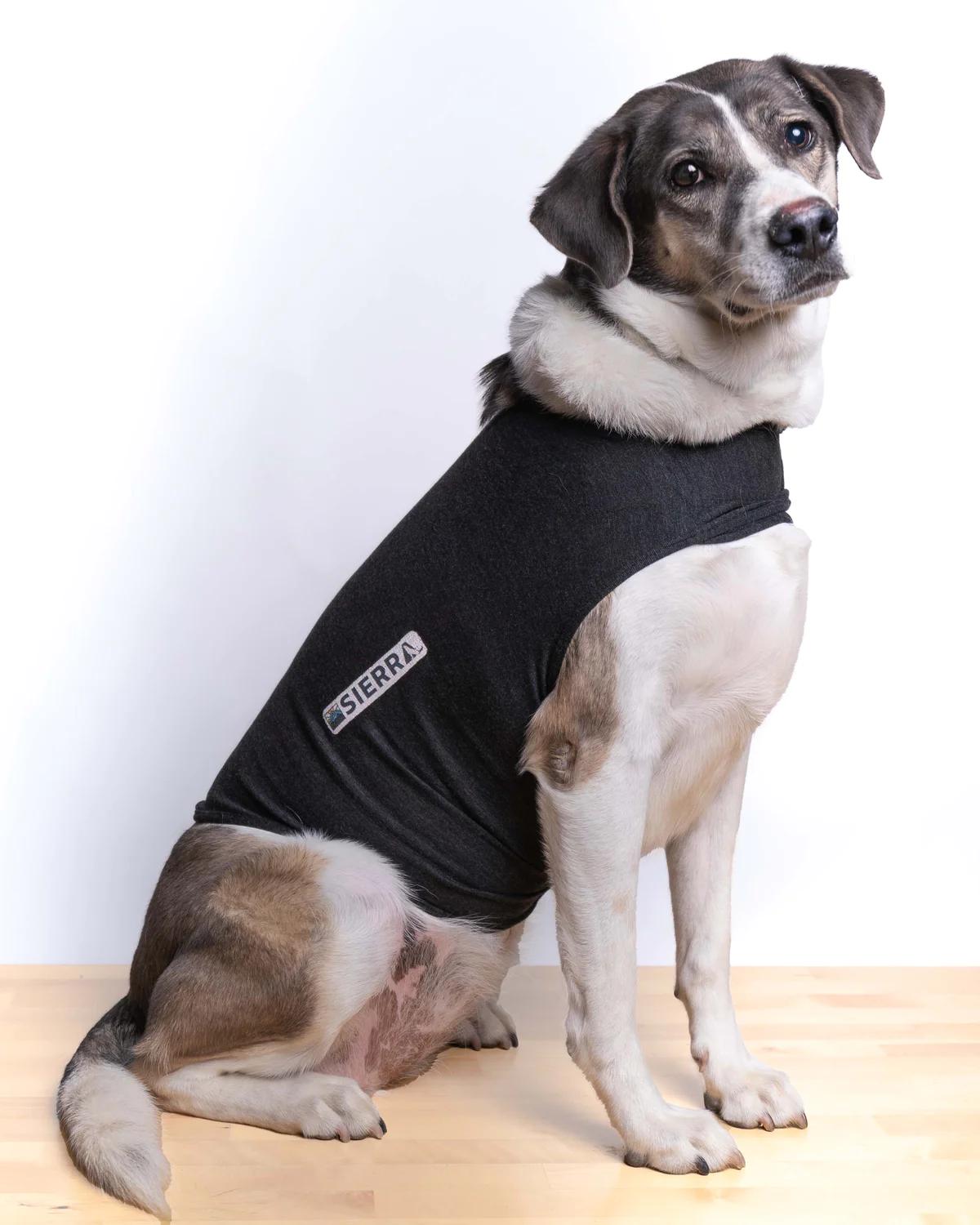 camisa antiestres para perros - Qué es un abrigo antiestres para perros