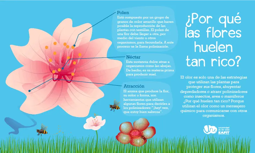 el perfume de ciertas flores es una respuesta al ambiente - Qué papel desempeña el aroma de las flores en el proceso reproductivo de las plantas