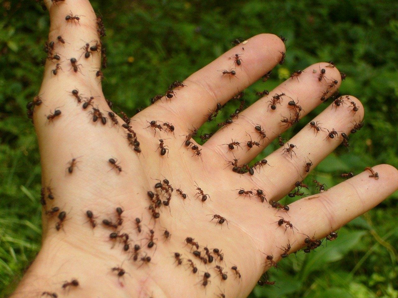 hormigas en la ropa limpia - Qué significa la presencia de hormigas